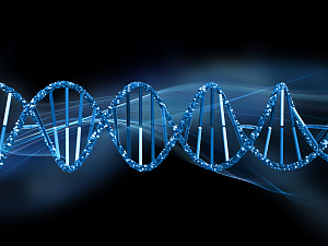 Ученые СПбПУ показали способность бактериального комплекса SMC формировать петли из молекул ДНК