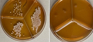 Томские ученые создали антимикробную упаковку для продуктов