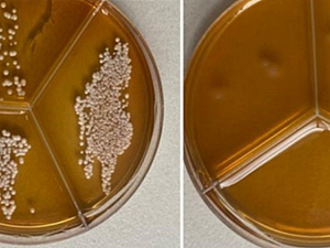 Томские ученые создали антимикробную упаковку для продуктов